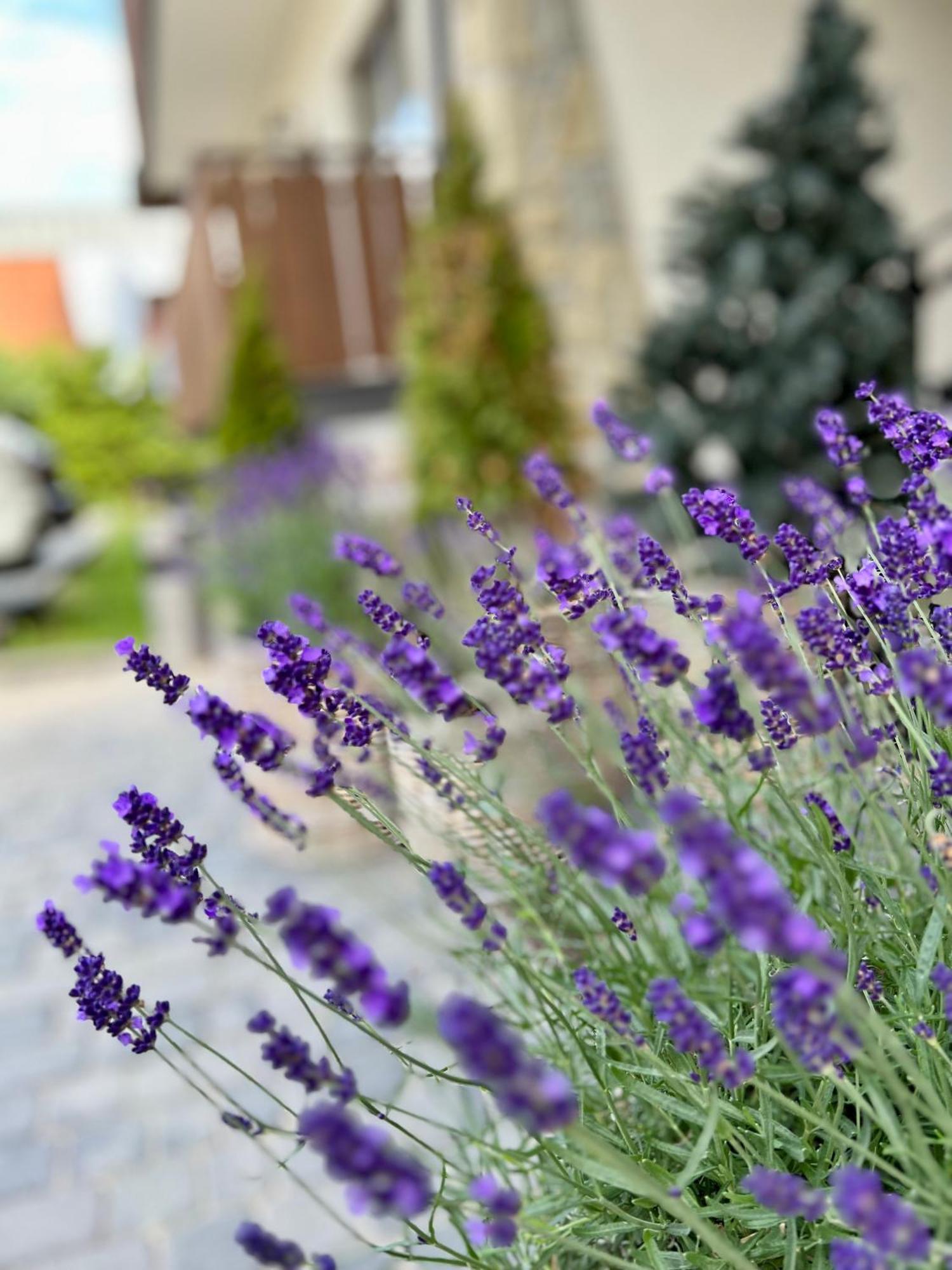 Hotel apartamentowy Nosal & Wine